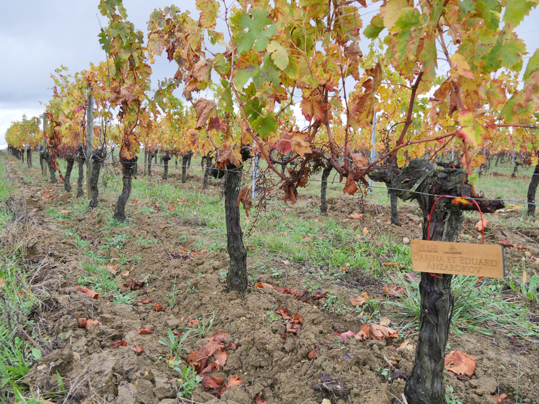 Виноградник на урожай